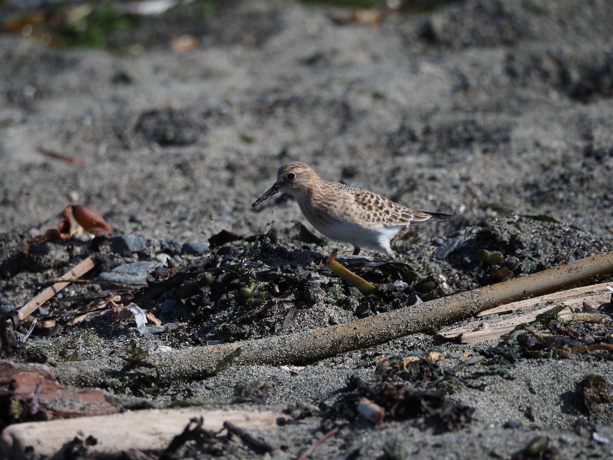 Байрдийн элсэг - ML622532849