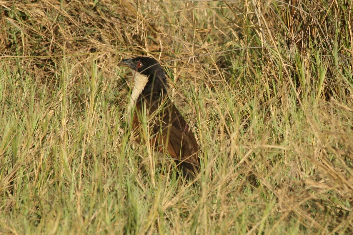 Coppery-tailed Coucal - ML622532851