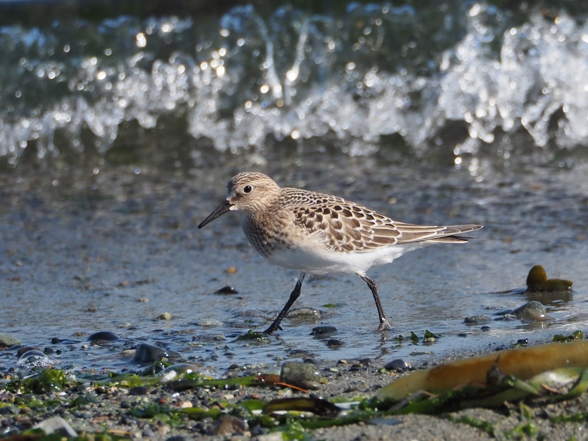 Байрдийн элсэг - ML622532897