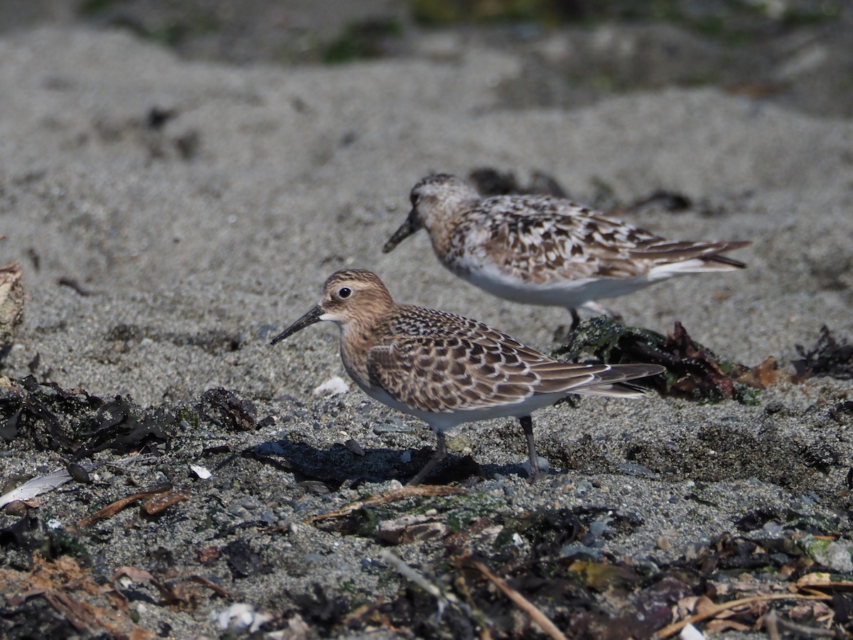 Байрдийн элсэг - ML622532898