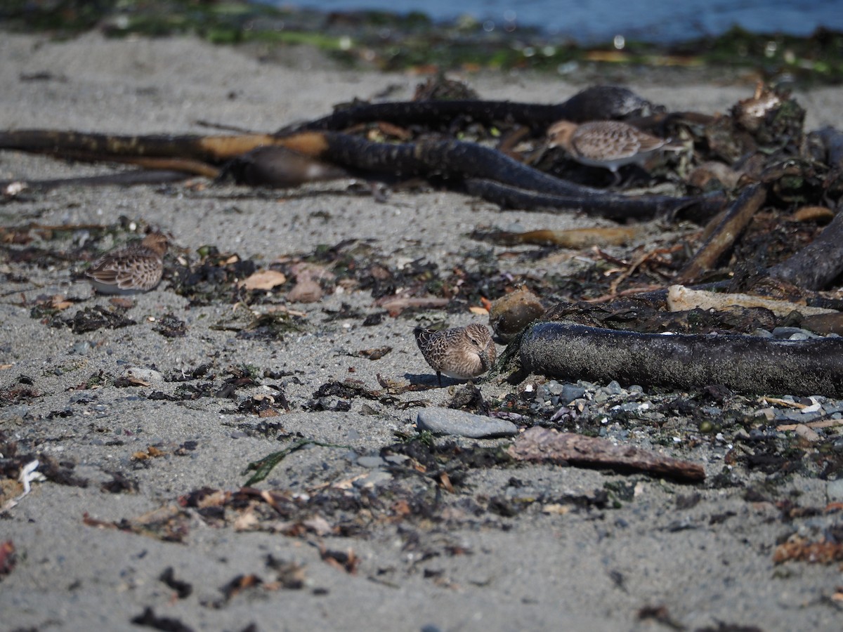 Байрдийн элсэг - ML622532899