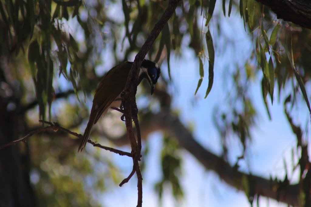 Blue-faced Honeyeater - ML622532900