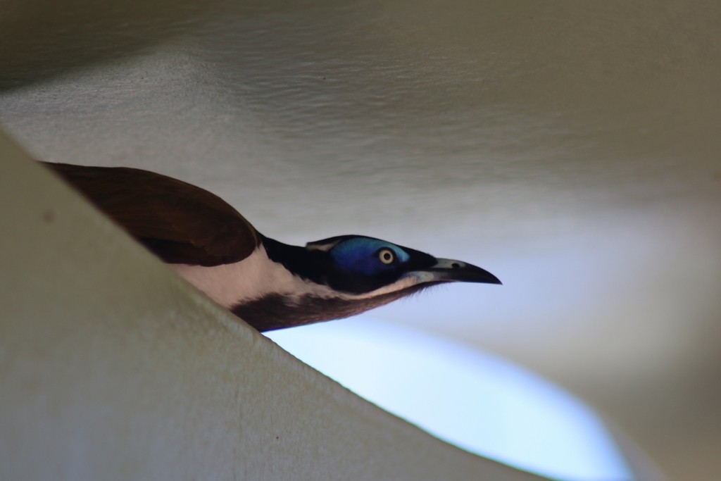 Blue-faced Honeyeater - ML622532901