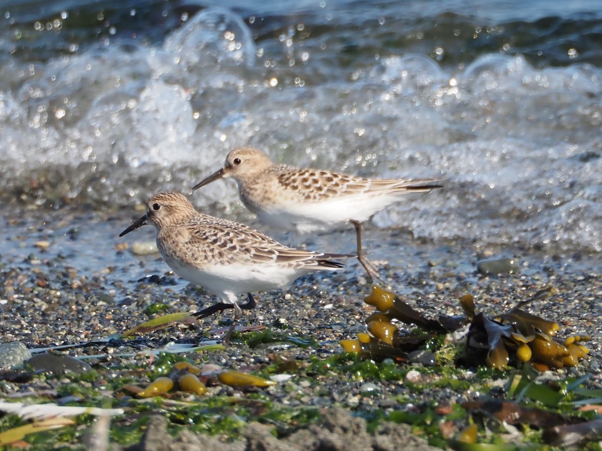 Байрдийн элсэг - ML622532917