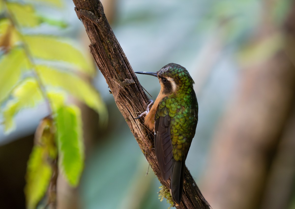 Speckled Hummingbird - ML622532941