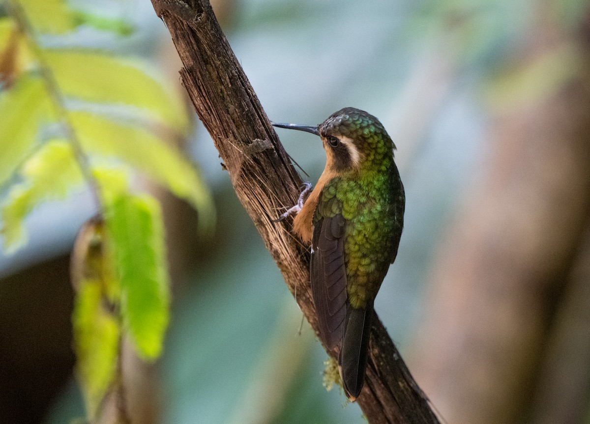 Speckled Hummingbird - ML622532942