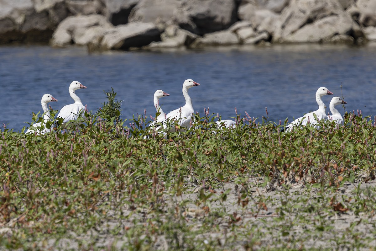 Snow Goose - ML622532994