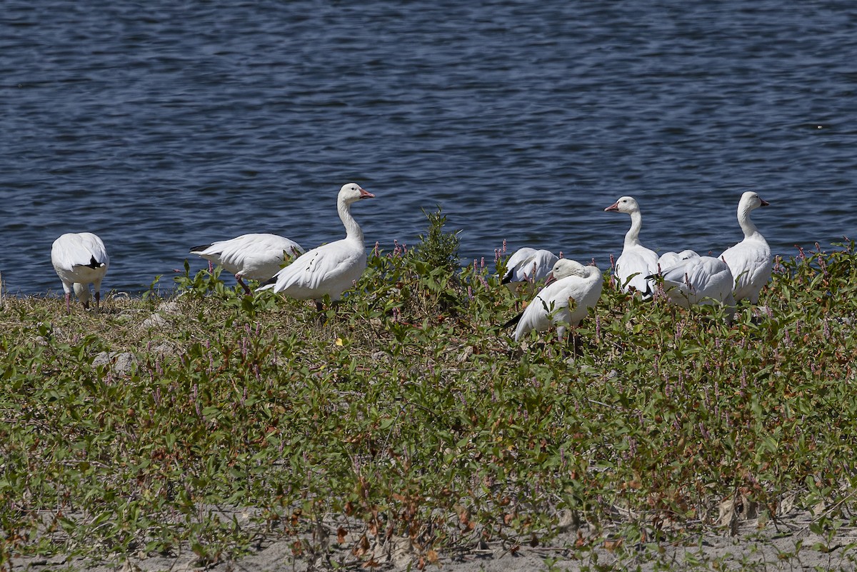 Snow Goose - ML622532995