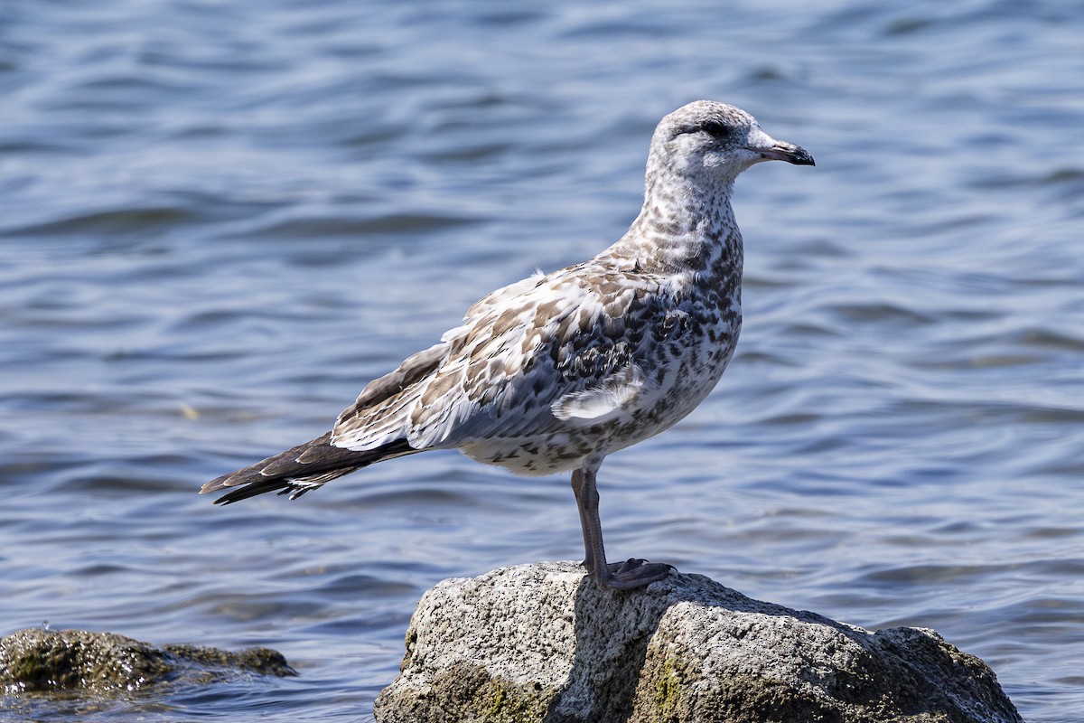 Ring-billed Gull - ML622533008