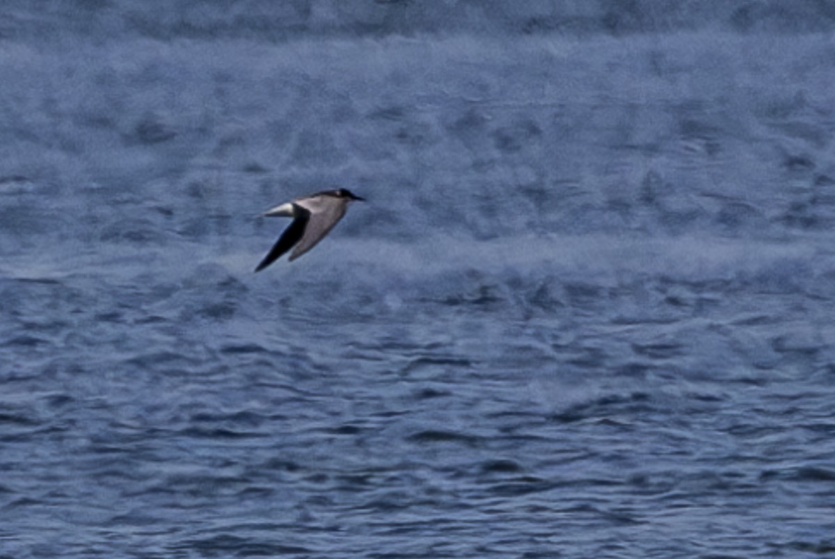 Black Tern - ML622533023