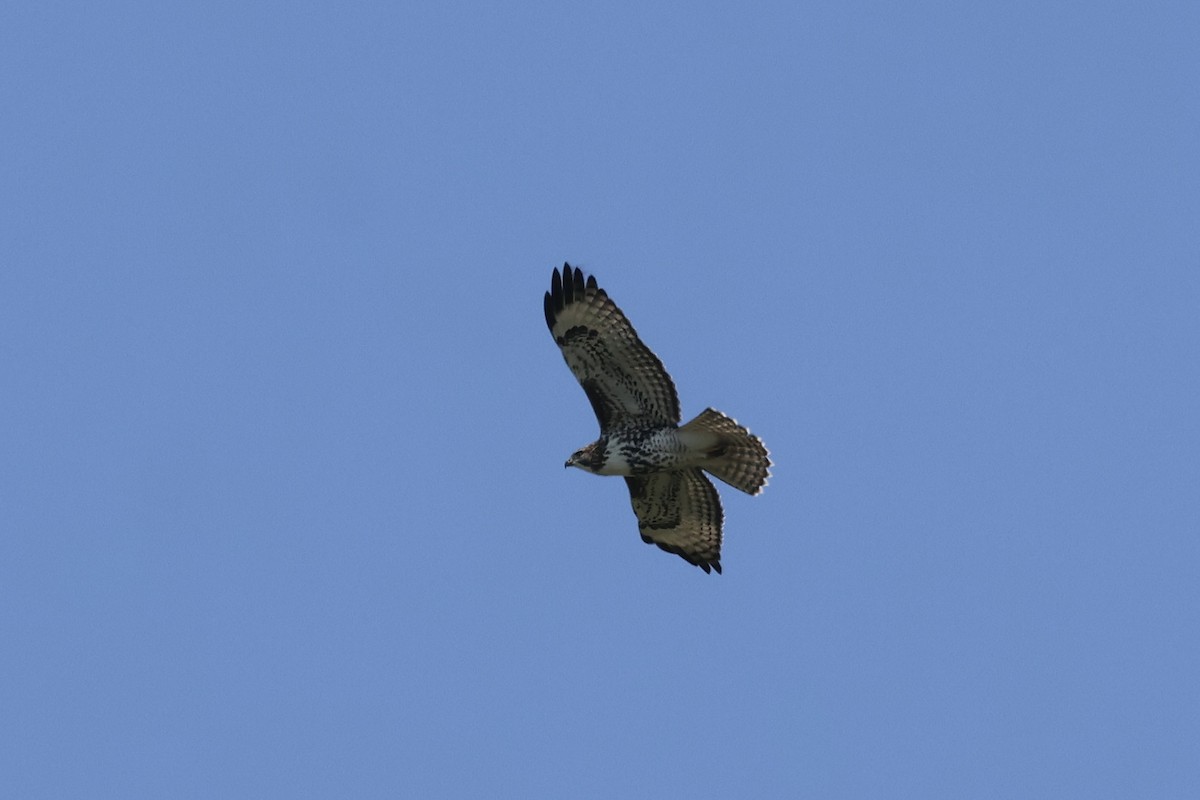 Red-tailed Hawk - ML622533069