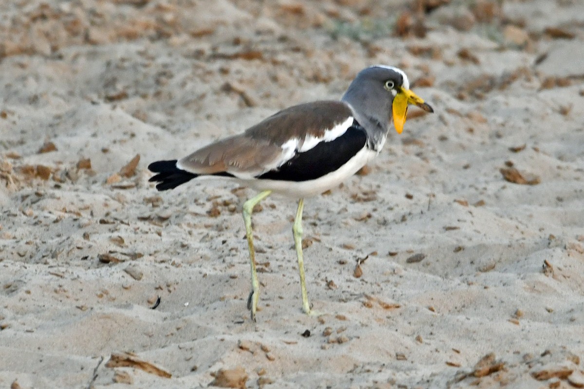 White-crowned Lapwing - ML622533249