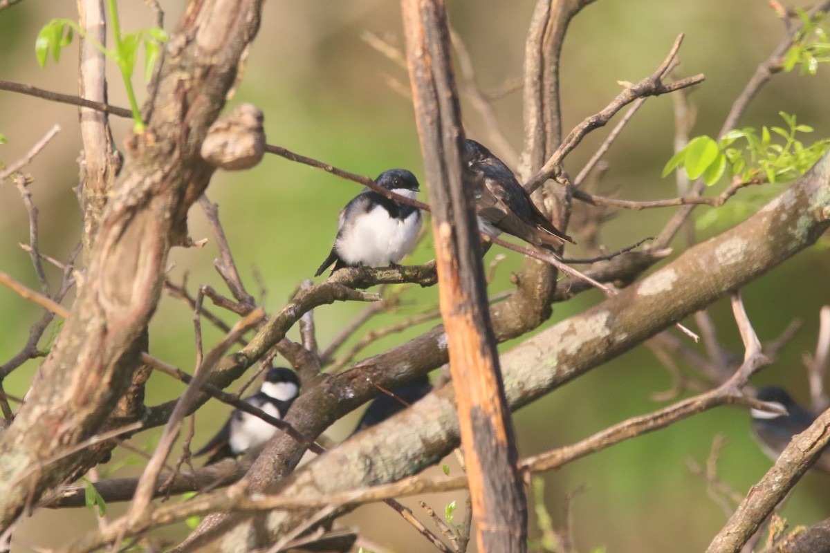 Black-collared Swallow - ML622533251