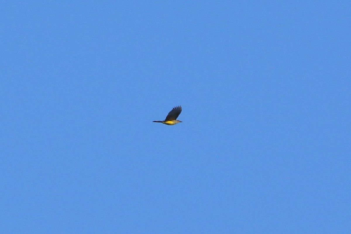 Tropical Kingbird - Kevin Lester