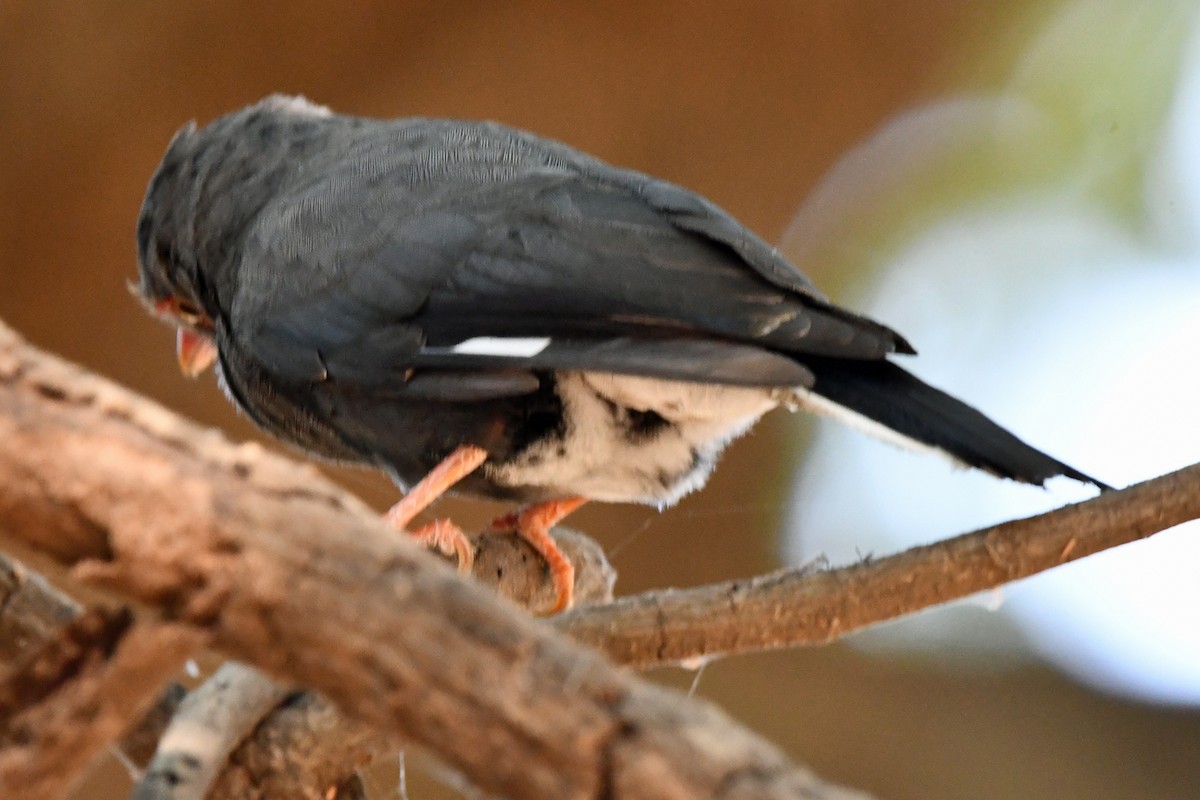 Retz's Helmetshrike - ML622533293