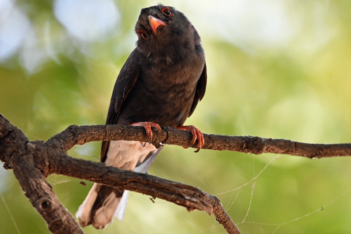 Retz's Helmetshrike - ML622533294