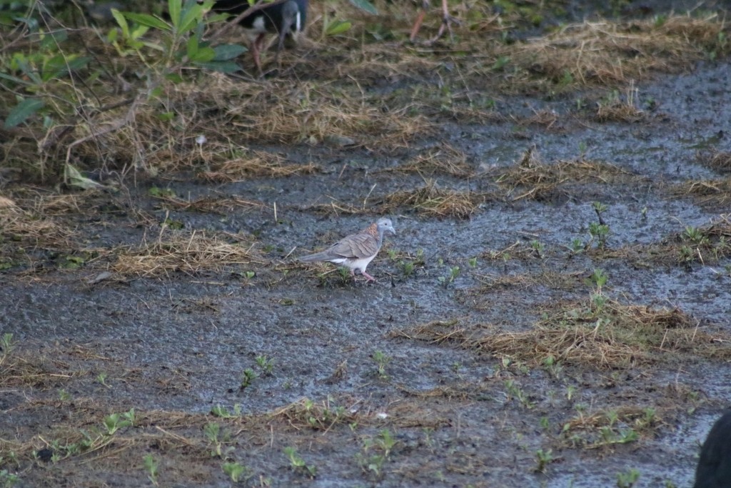 Bar-shouldered Dove - ML622533329