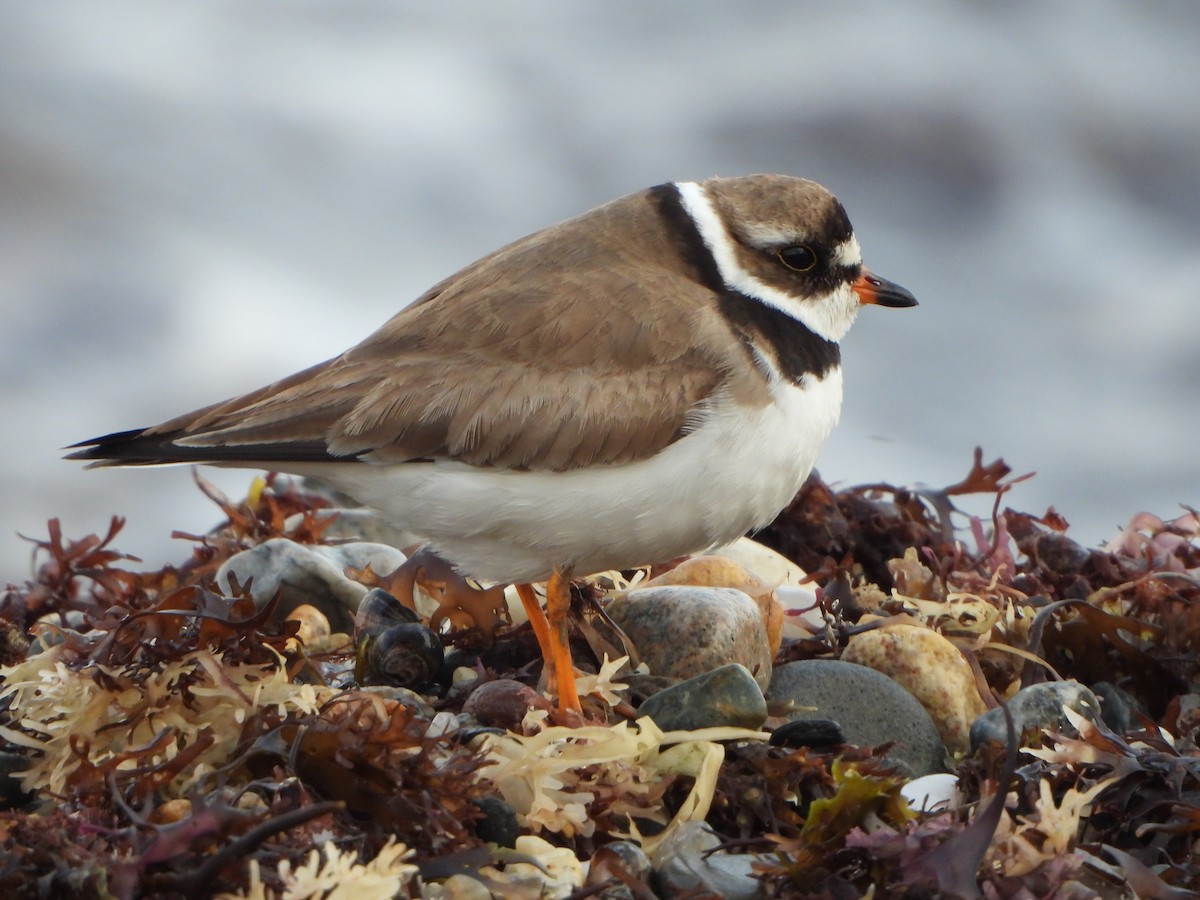 Semipalmated Plover - ML622533348