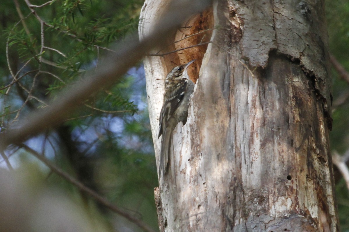 Brown Creeper - ML622533385