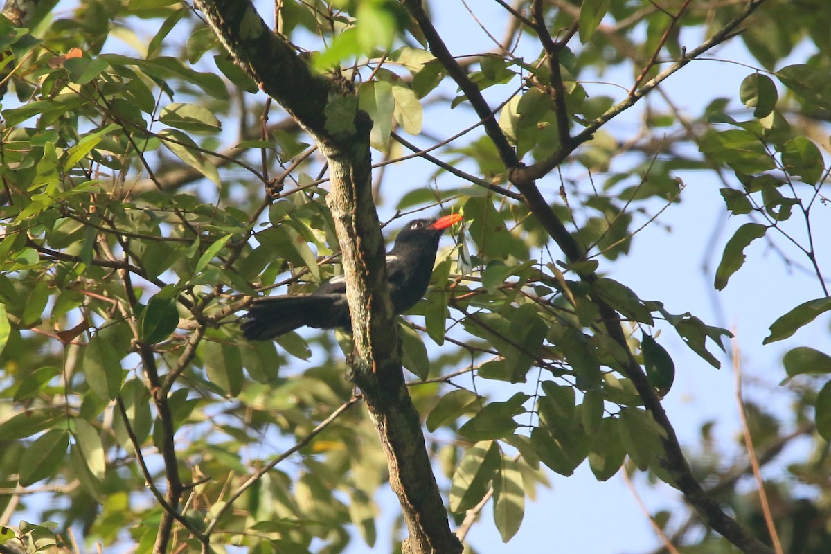 Black Nunbird - ML622533387