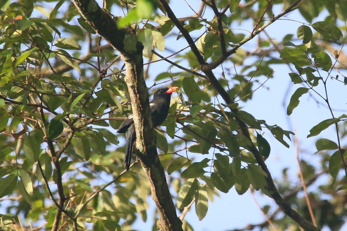 Black Nunbird - ML622533388