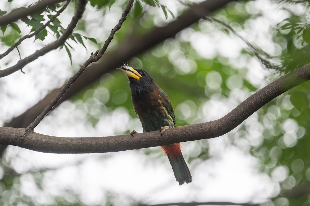 barbet velký - ML622533433