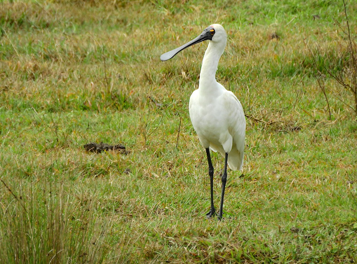 Royal Spoonbill - ML622533537