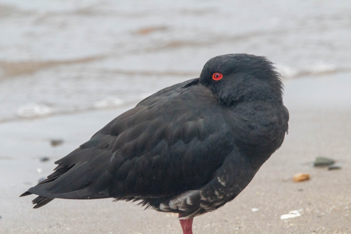 Variable Oystercatcher - ML622533545