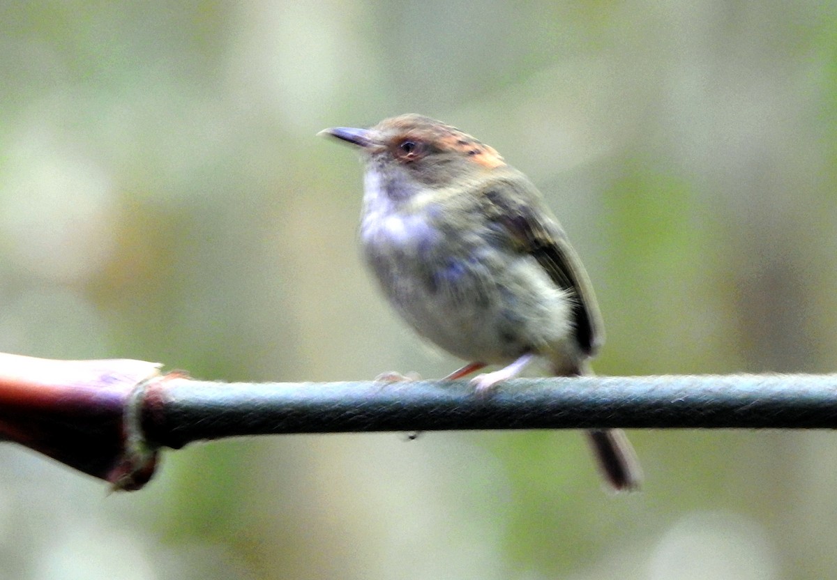 Scale-crested Pygmy-Tyrant - ML622533546