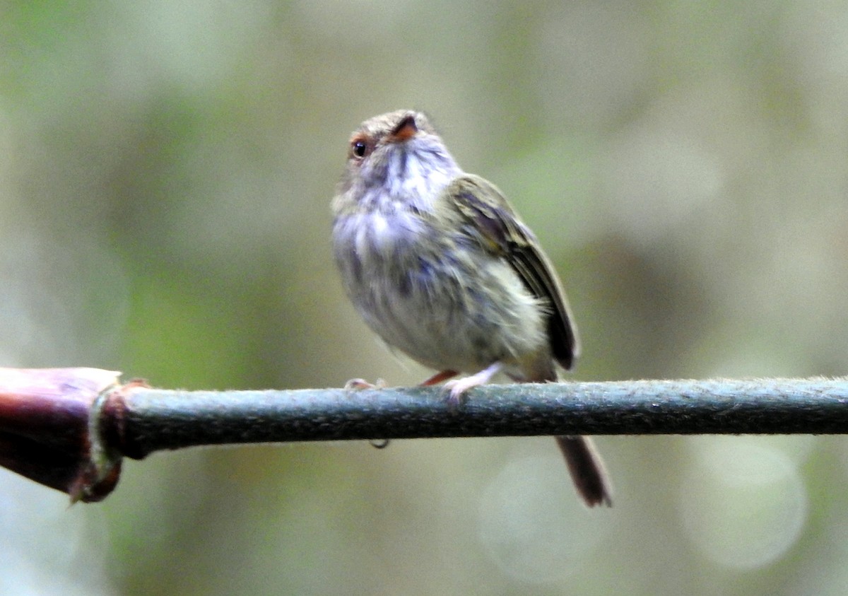 Scale-crested Pygmy-Tyrant - ML622533548