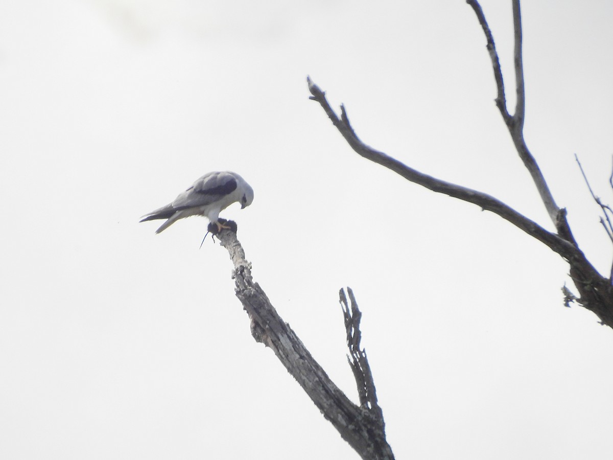 Black-shouldered Kite - ML622533550