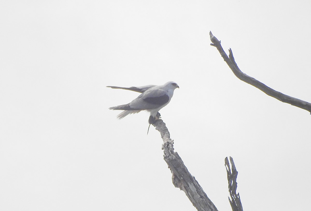 Black-shouldered Kite - Marie Tarrant