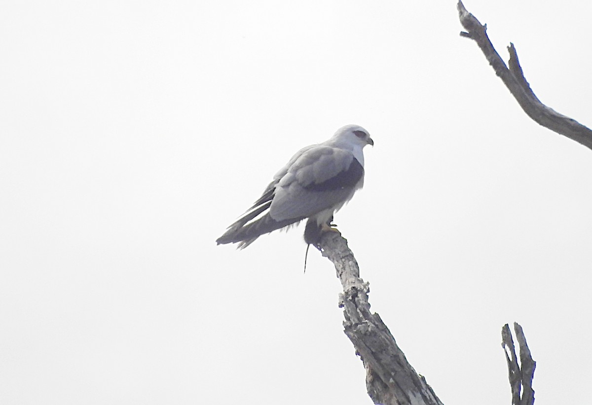 Black-shouldered Kite - ML622533552