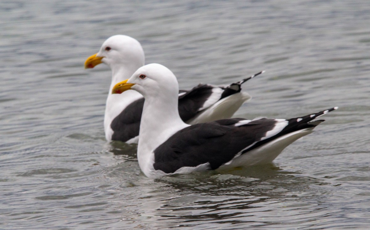 Kelp Gull - Donna Channings