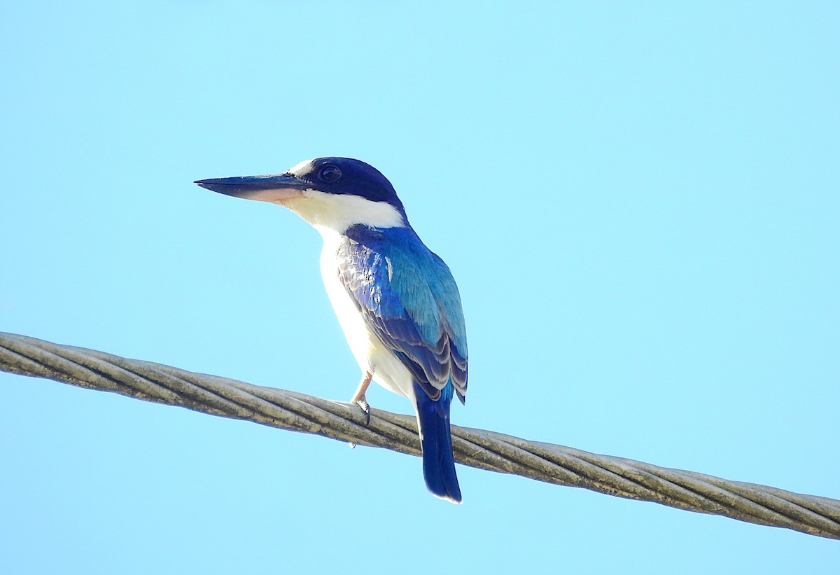 Forest Kingfisher - ML622533566