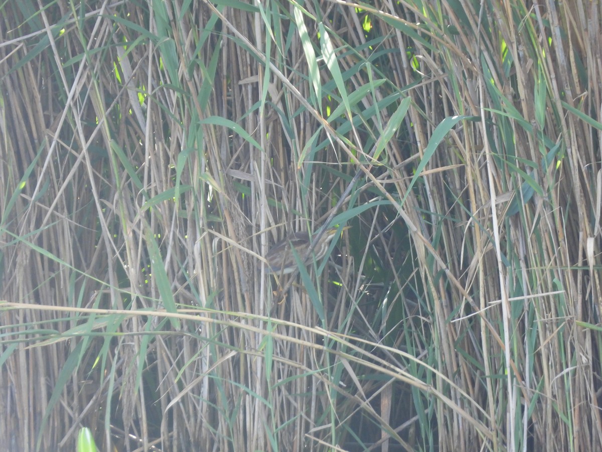 Least Bittern - ML622533570