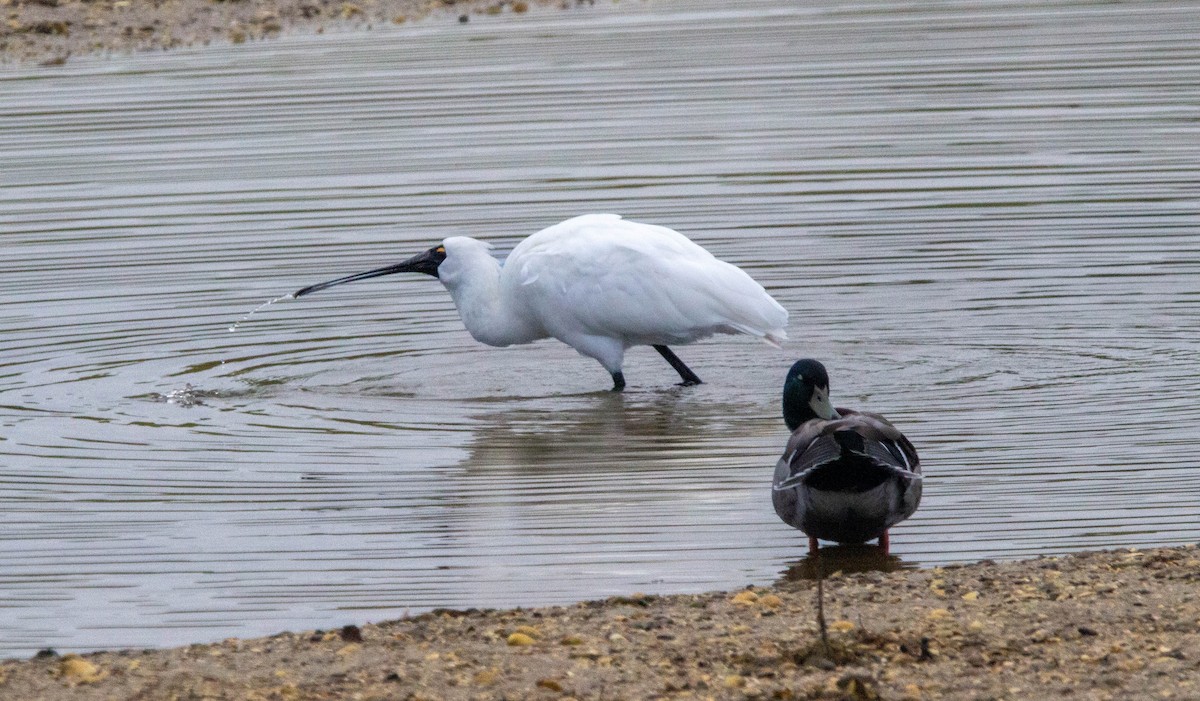 Royal Spoonbill - ML622533591