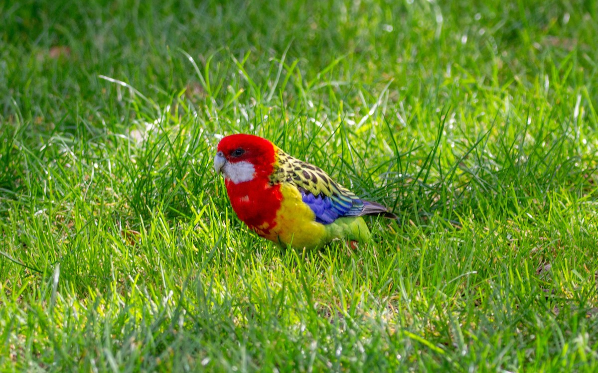 Eastern Rosella - ML622533593