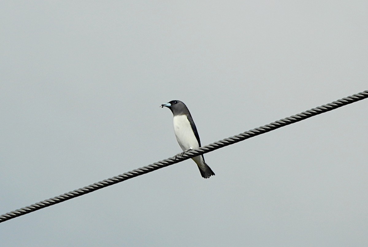 White-breasted Woodswallow - ML622533594