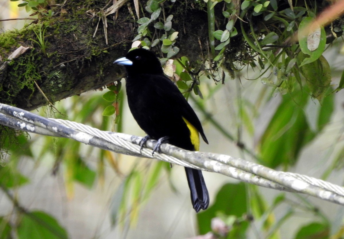 Flame-rumped Tanager - ML622533596