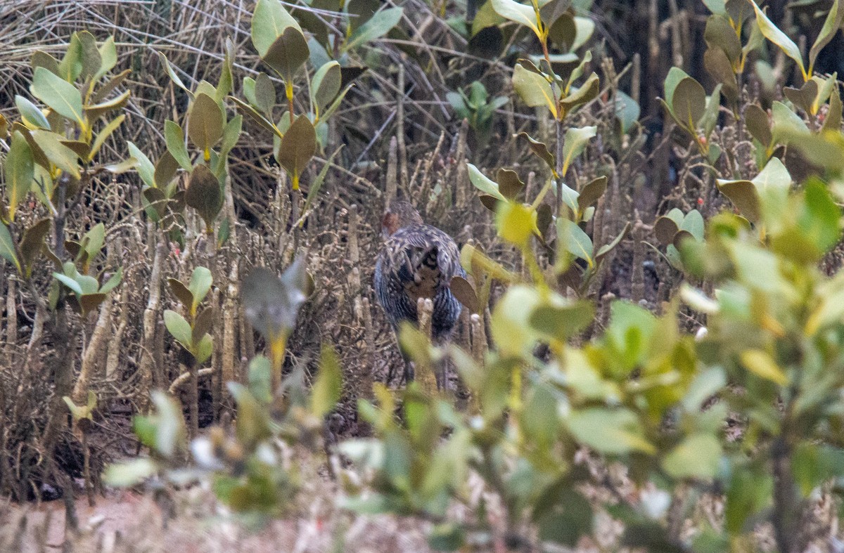 Buff-banded Rail - ML622533621