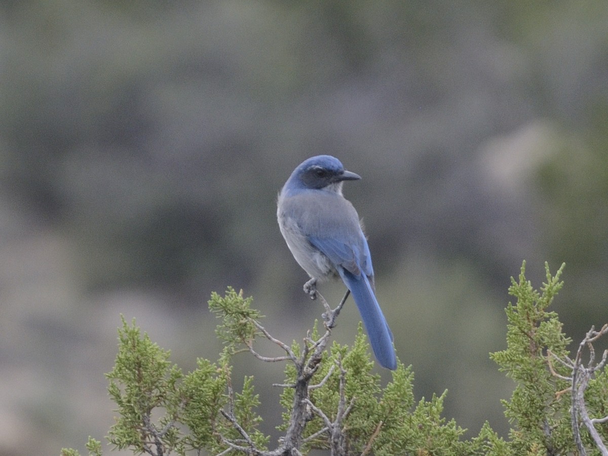 Woodhouse's Scrub-Jay - ML622533719