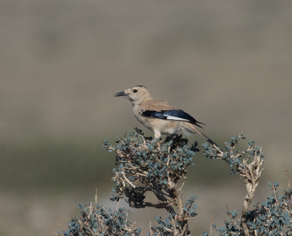 Mongolian Ground-Jay - ML622533724