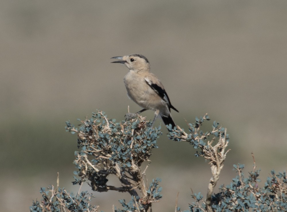 Mongolian Ground-Jay - ML622533725