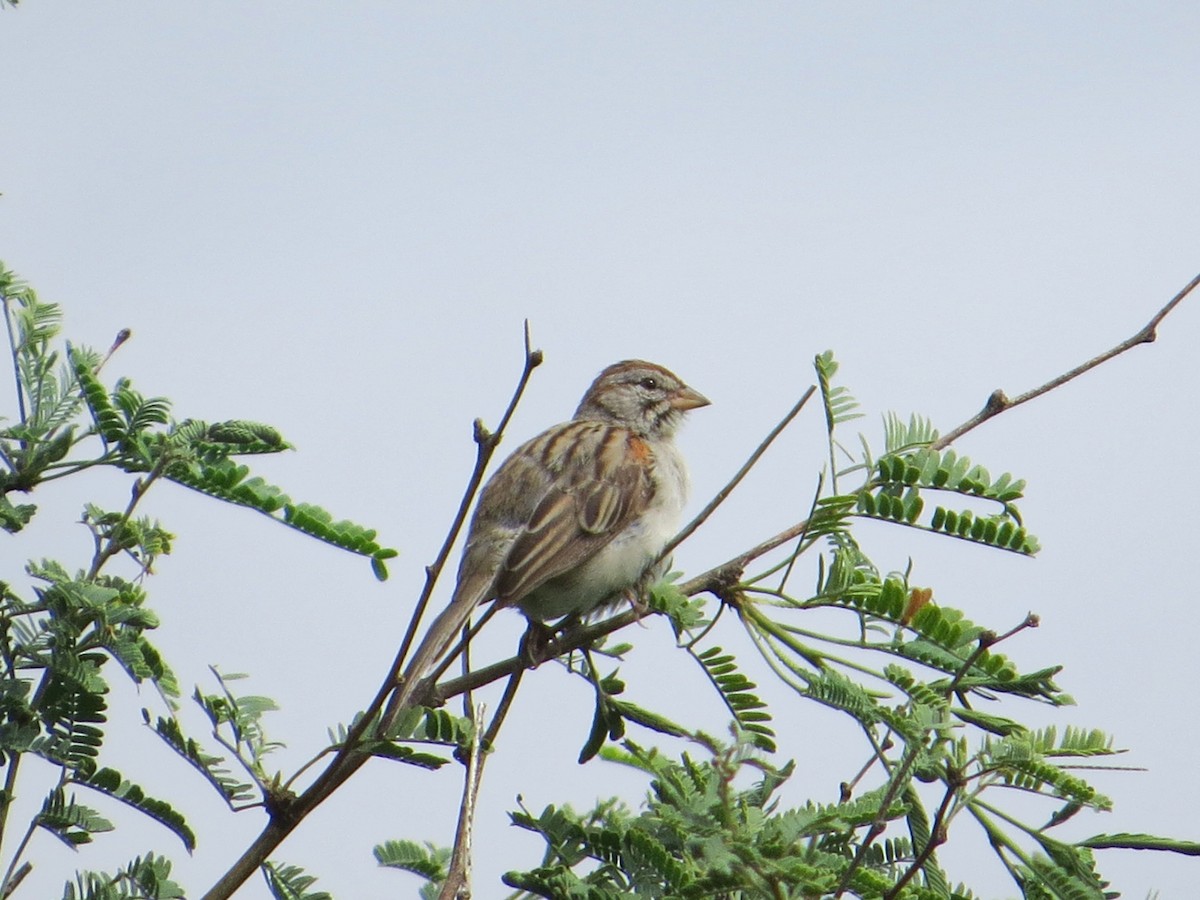 Rufous-winged Sparrow - ML622533945