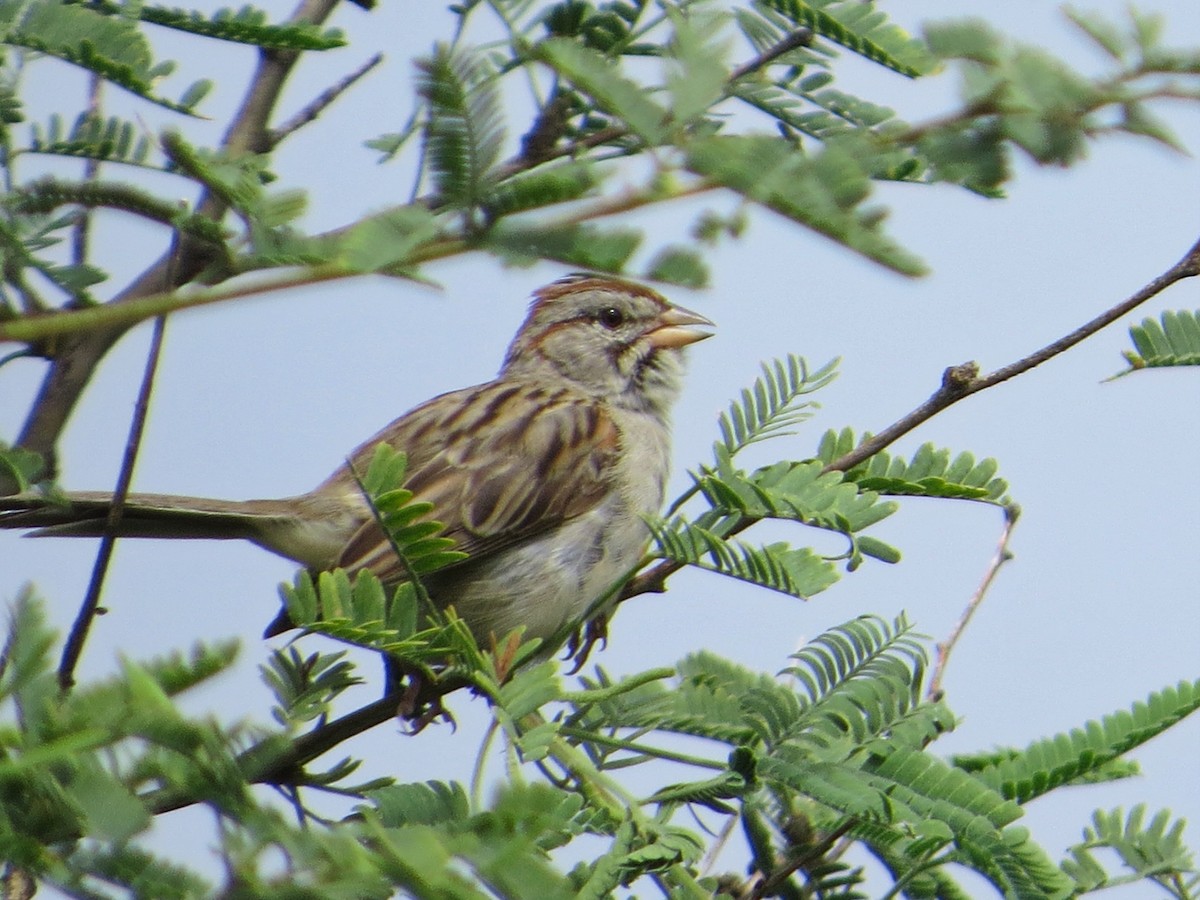 Rufous-winged Sparrow - ML622533946