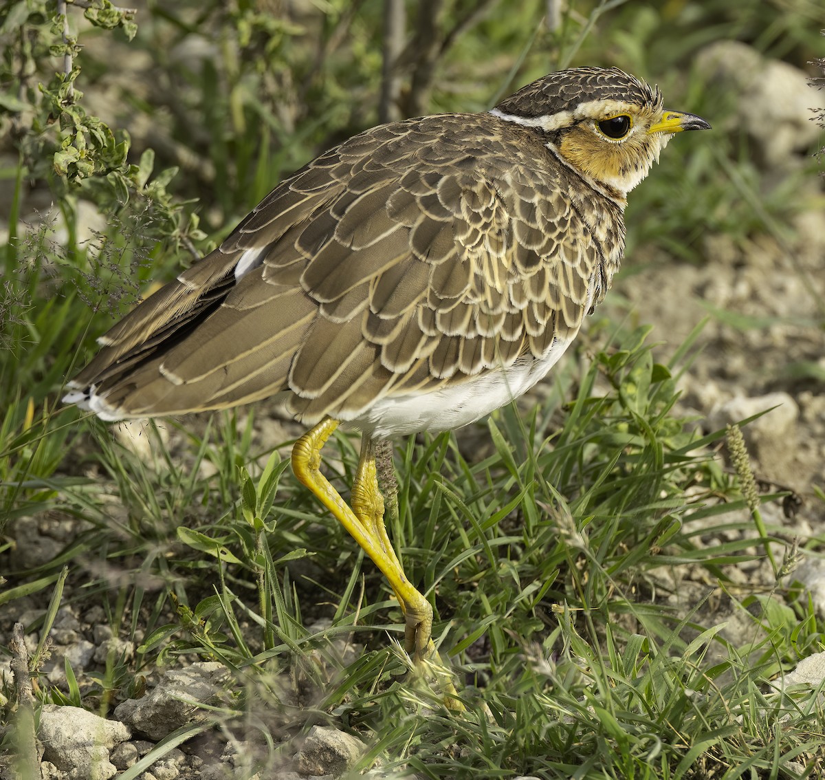 Three-banded Courser - ML622533993