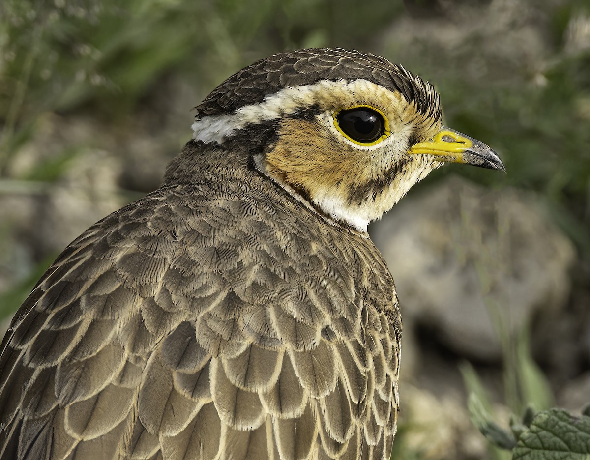 Three-banded Courser - ML622533999