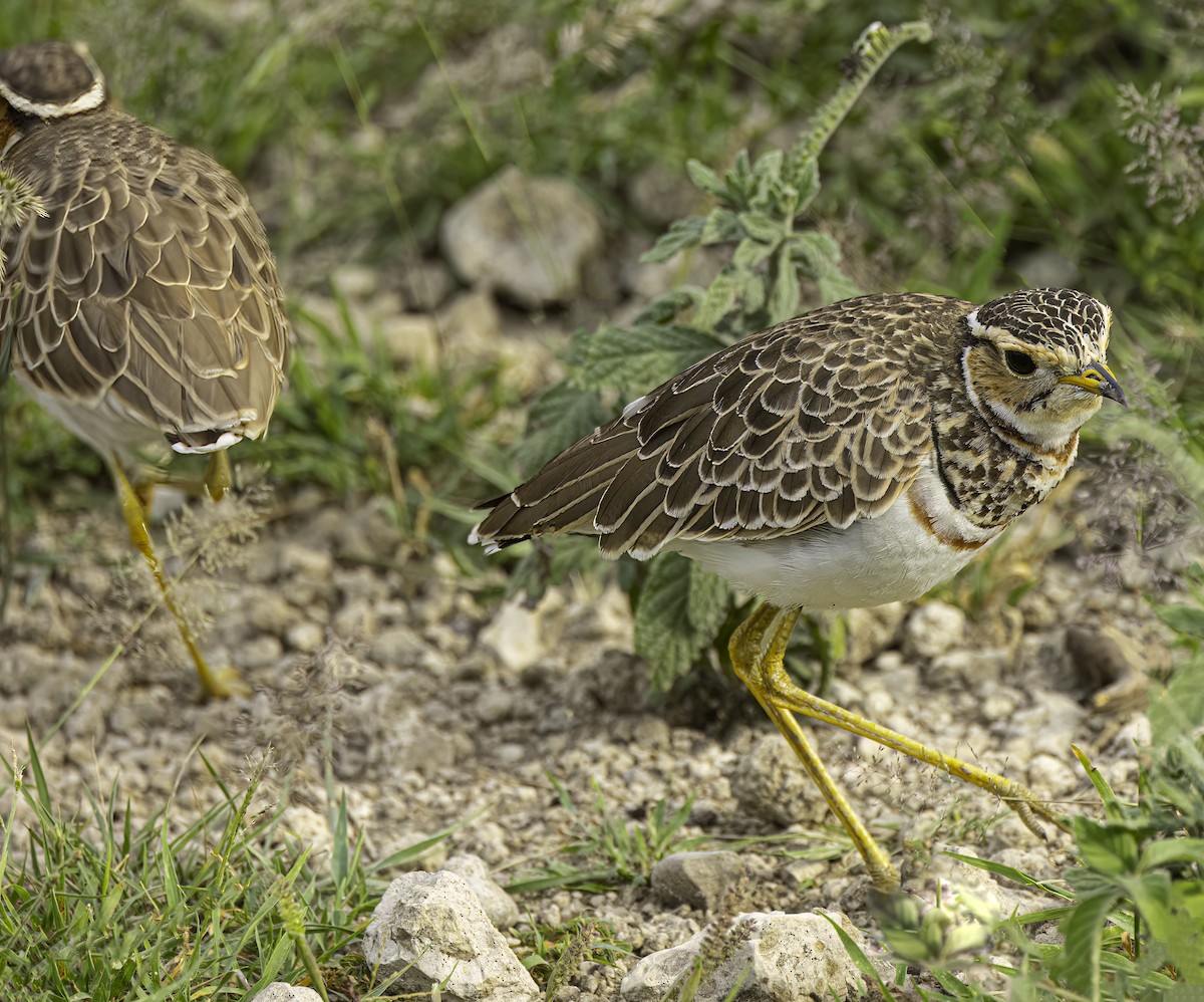 Three-banded Courser - ML622534005