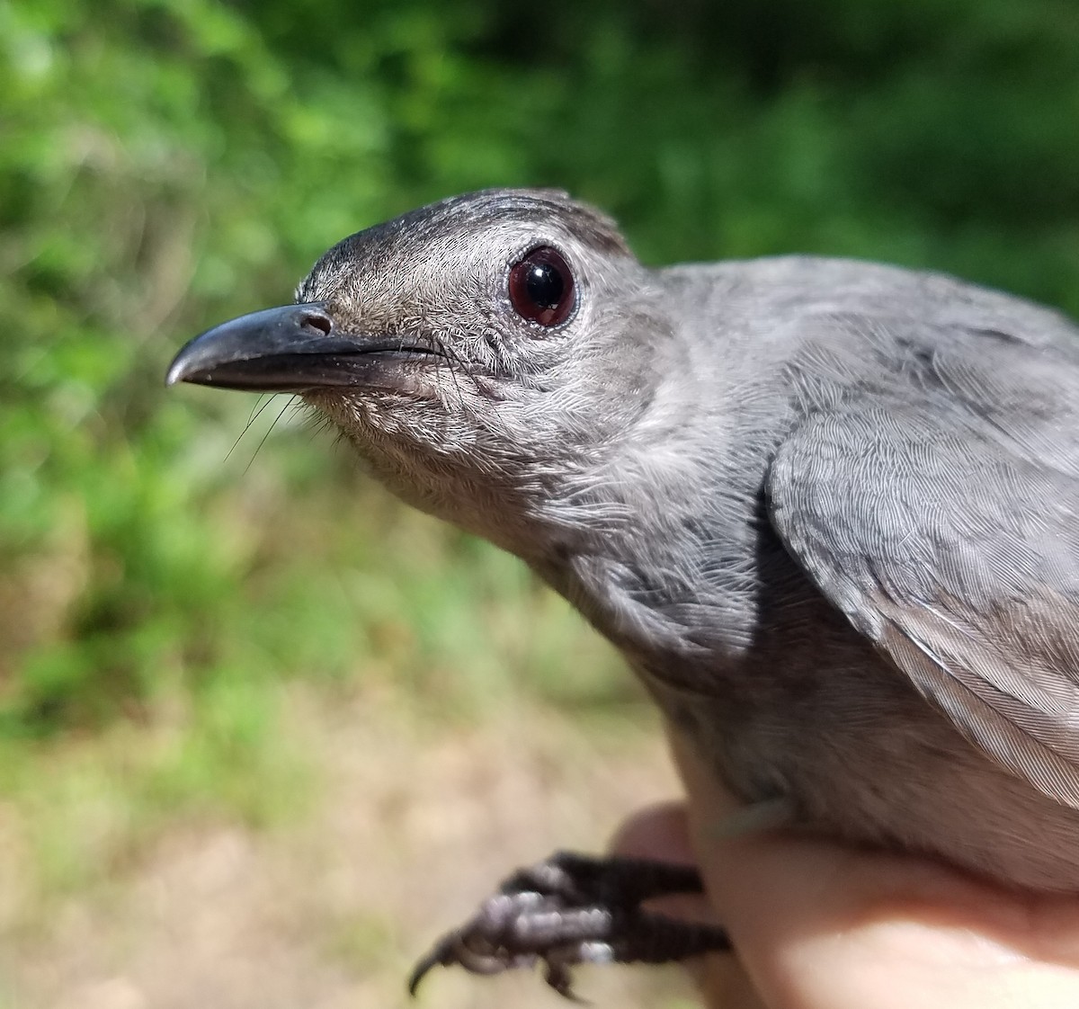 Gray Catbird - ML62253401